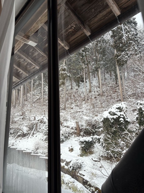 The forest from an upstairs window