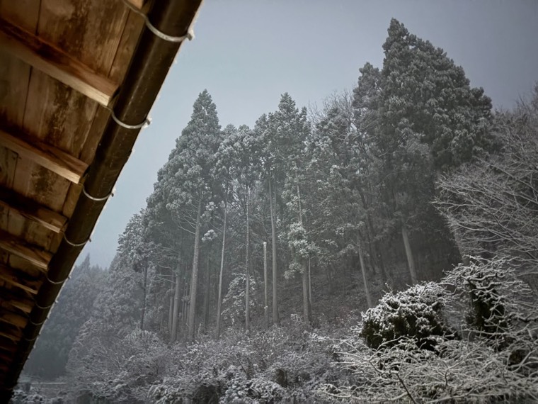 Cedars under fresh snow