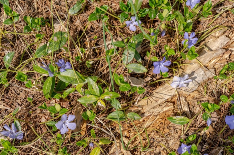 Periwinkle in the spring undergrowth